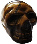 Tiger eye 1 in skull